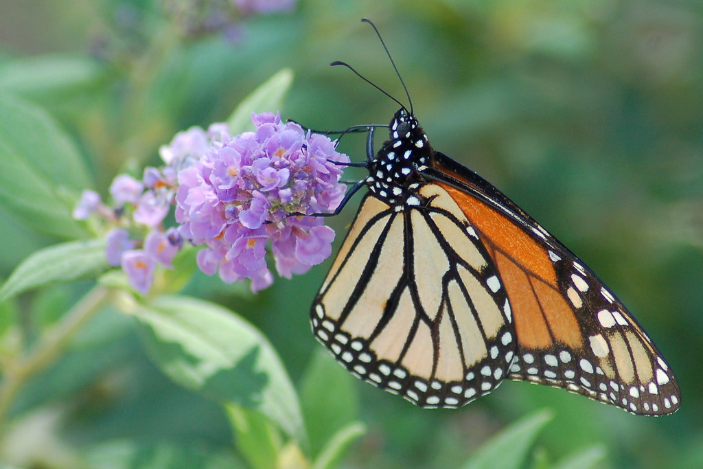 Monarch Butterfly on Purple Butterfly Bush wht_wolf9653 Flickr