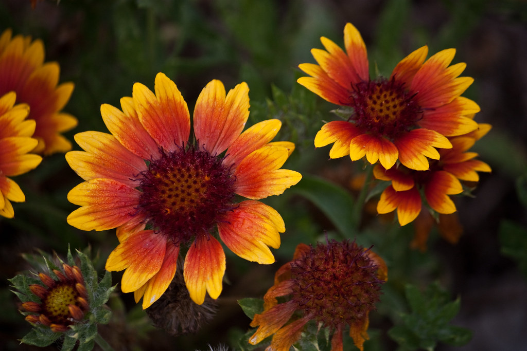 Mexican Blanket flower in my garden Not much else is in bl… Flickr