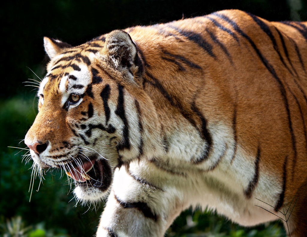 Siberian Tiger A male Siberian Tiger (Panthera Tigris Alta… Flickr