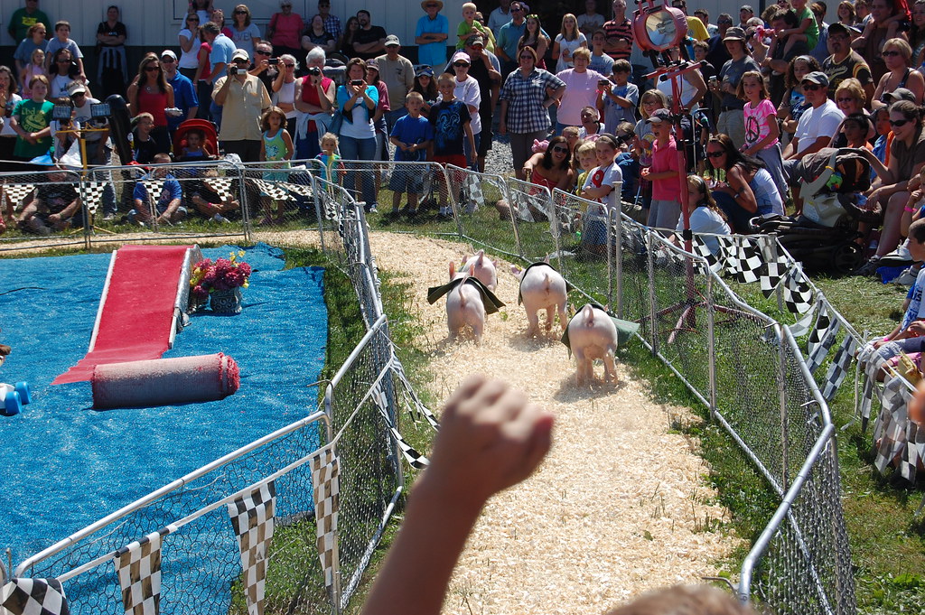 Terryville Fair, Rosie's Racing Pigs uconnn Flickr