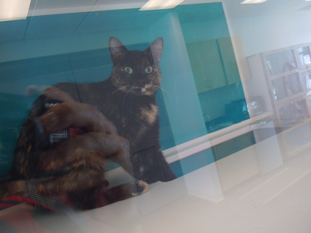 Boarded cat Inside the Magic Flickr