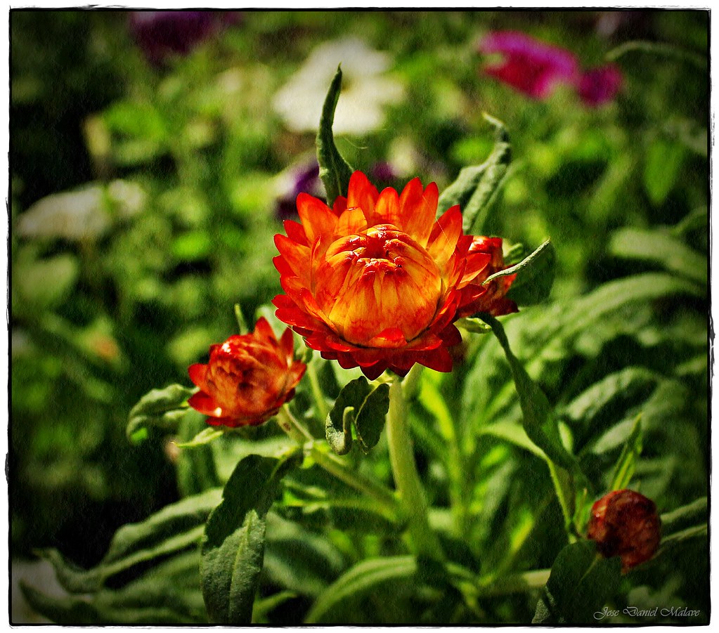 Straw Flower JD Malave Flickr