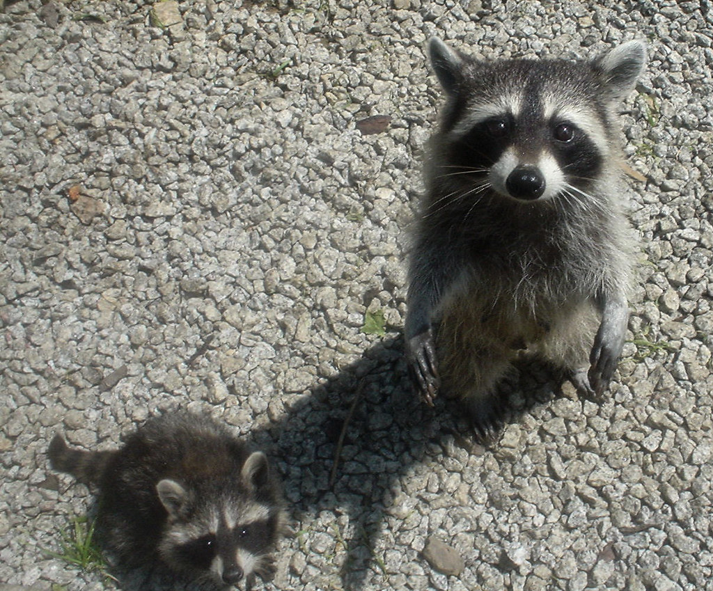 Raccoon Raccoons at Newquay Zoo R4vi Flickr