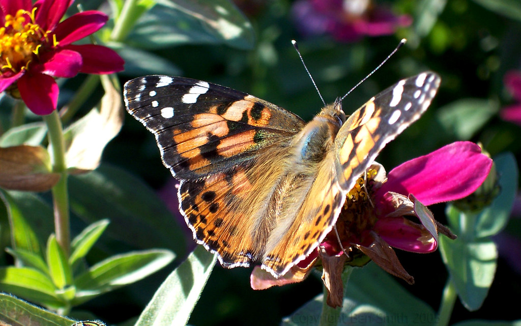 Butterfly on Flower another Sunken Gardens. Lincoln, NE… B Smith