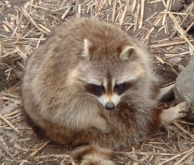 raccoon Raccoons are naturally pretty rotund, but you can … Flickr