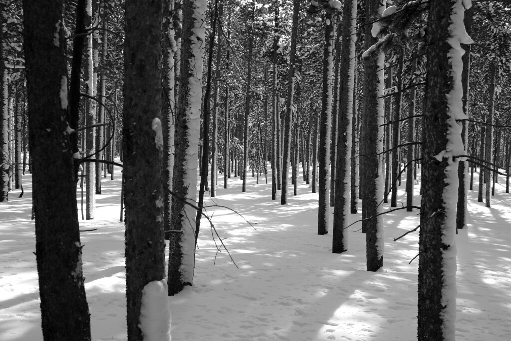 Lodgepole pines Lodgepole pine forest, Mountain Home, WY Pat Gaines