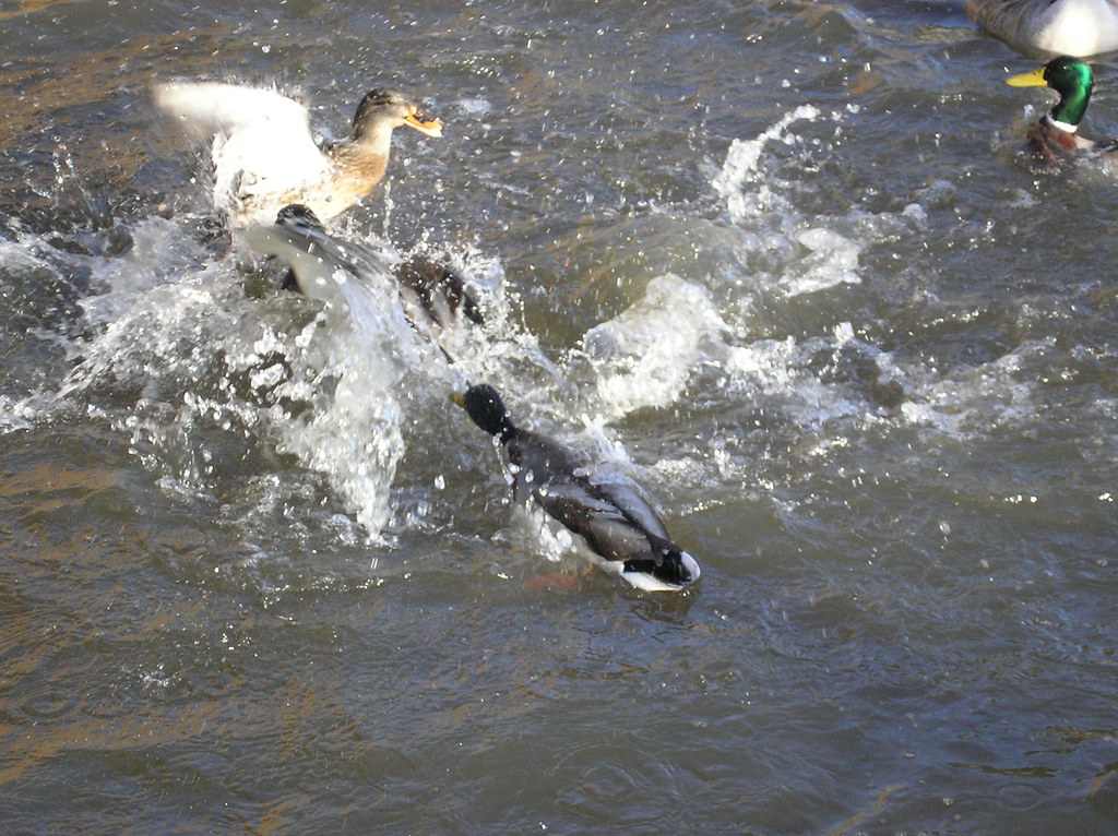 Duck Fight 1 nicky's Flickr