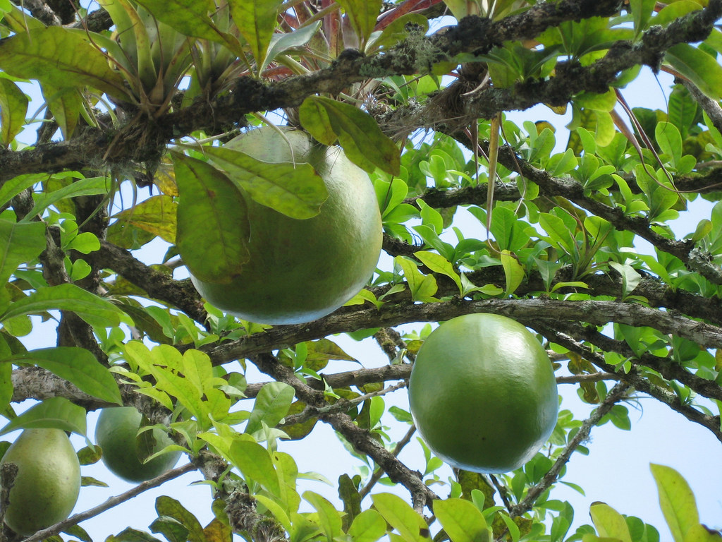 Higüera tree, Camuy, Puerto Rico The arbol de las calabaza… Flickr