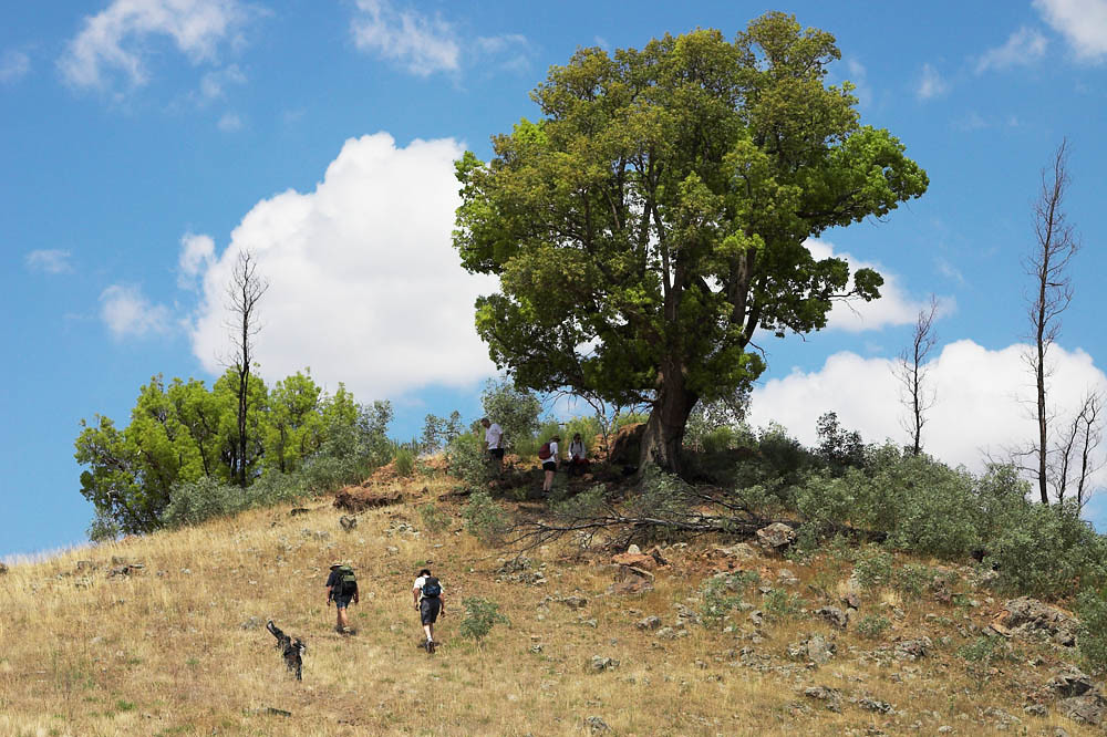 The Kurrajong Tree A splendid isolated tree and a haven fo… Flickr