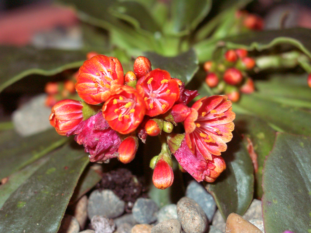 Cliff maiden Blooms are about 3/8" in diameter. New additi… Flickr