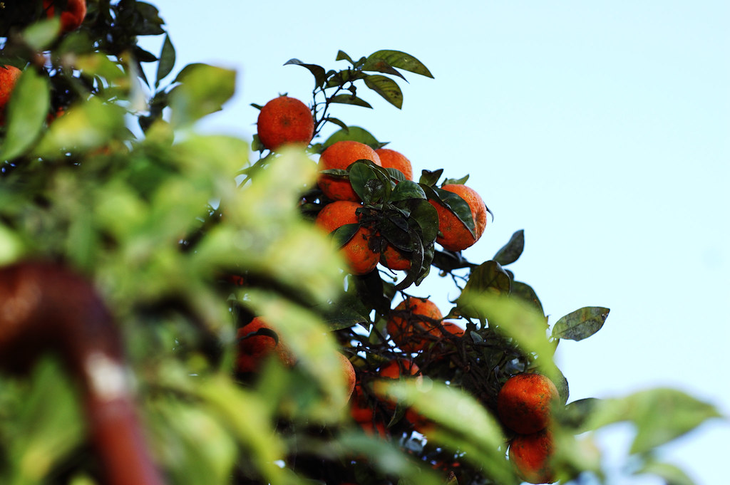 Valencia Oranges Mmm delicious oranges growing in the big … Flickr