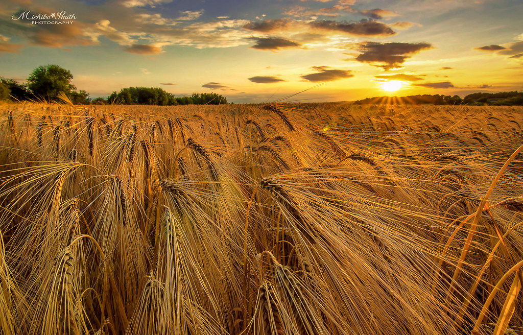 Field of Gold Explored 3 Golden sunset at barley field