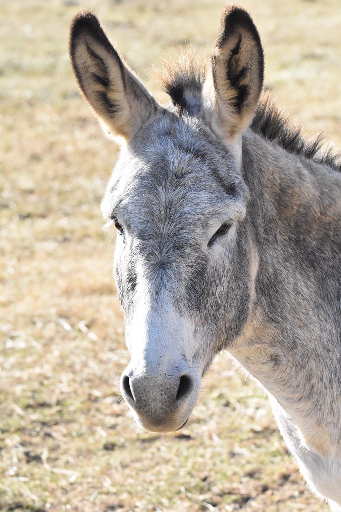 Donkey portrait North Carolina Steve Lamb Flickr