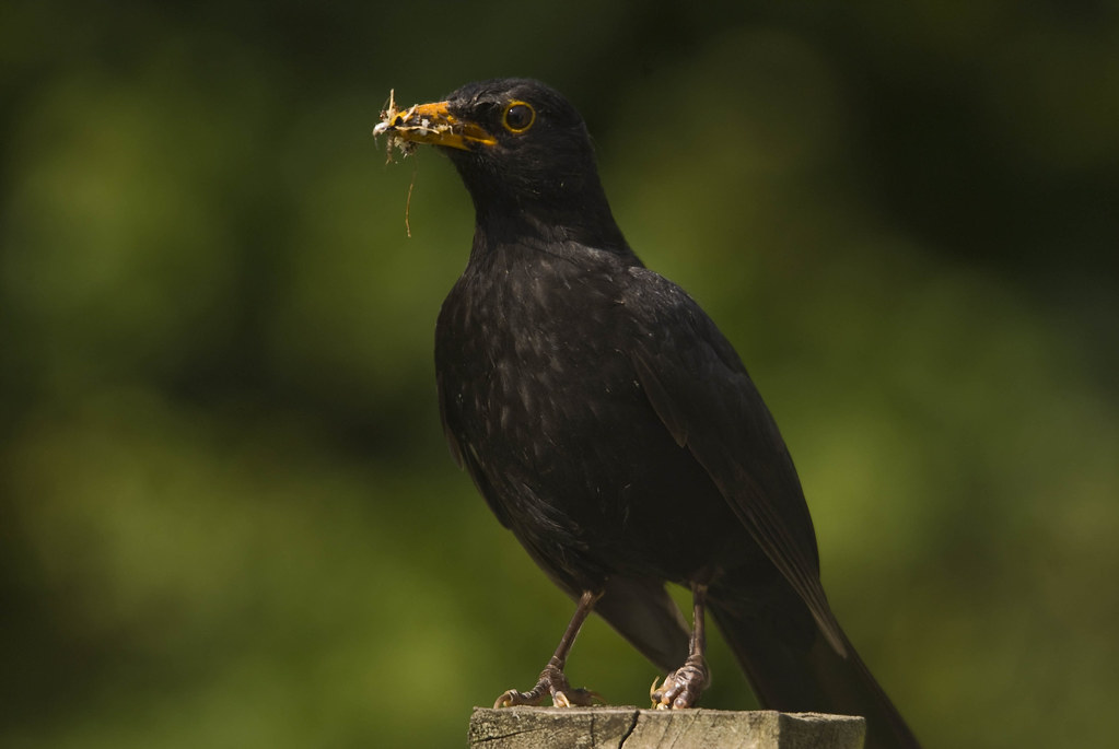 blackbird takes food for chicks this blackbird is raising … Flickr