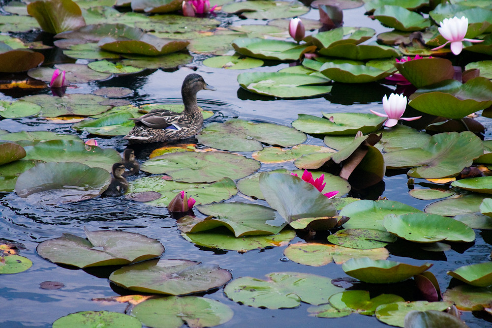Time Out Country Walks near London Sunningdale to Windso… Flickr