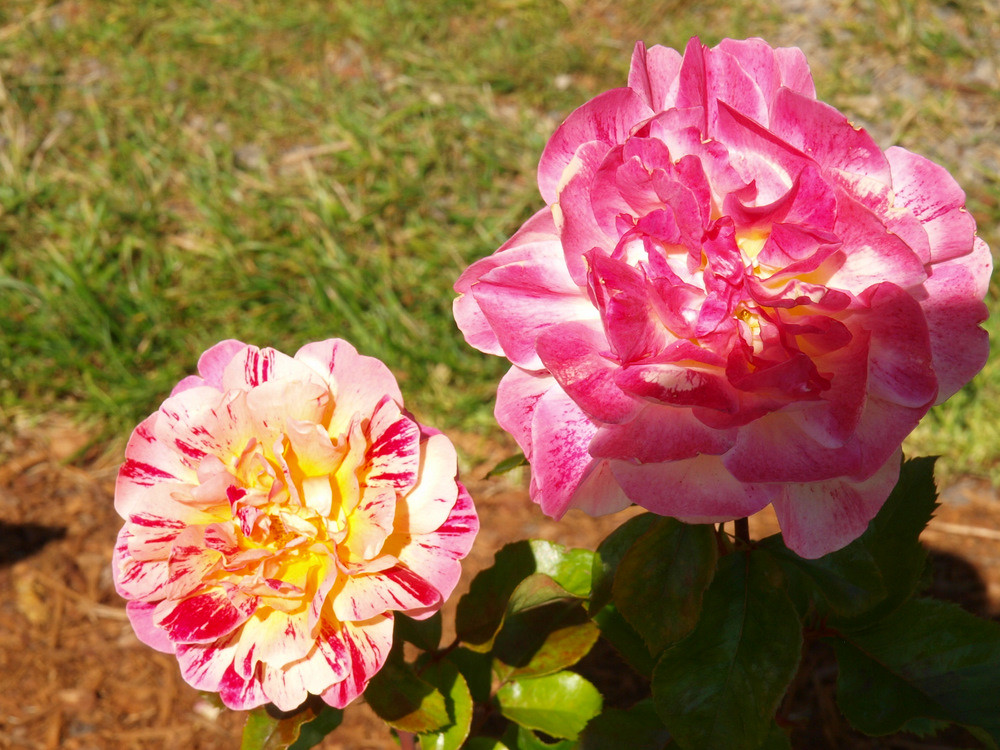 Best Roses 2010 Portland Oregon's Washington Park contains… Flickr