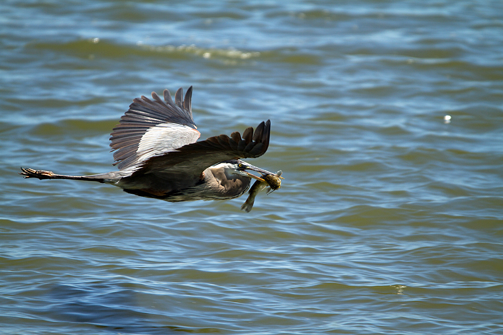 bif_fim1 Flying Point Park Edgewood, Maryland First time… Flickr