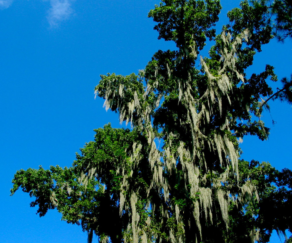 Blue Sky Green Oak Tree Spanish Moss Christopher Sessums Flickr