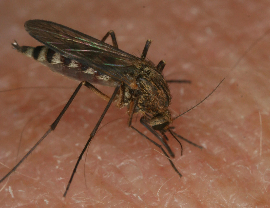 maringouin2 Maringouin à l'oeuvre salmo52 Flickr