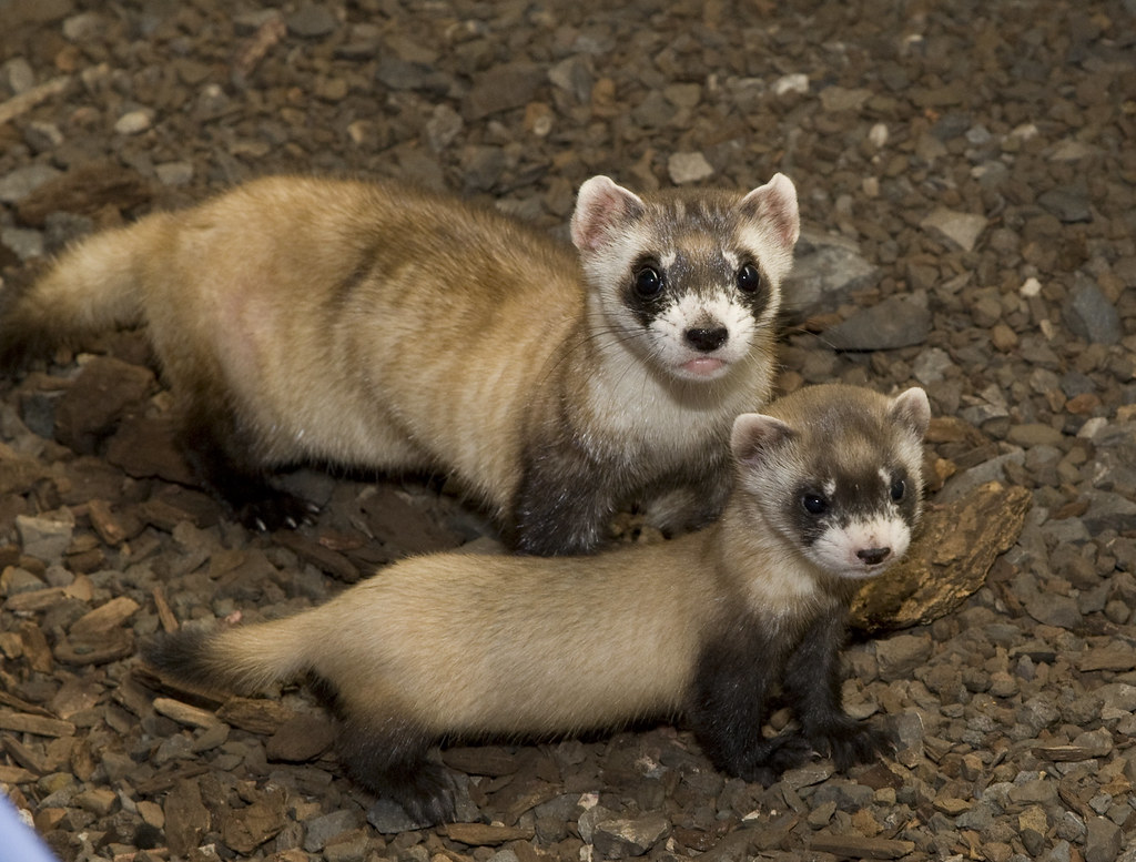 BlackFooted Ferrets Fortyeight kits born this year were … Flickr