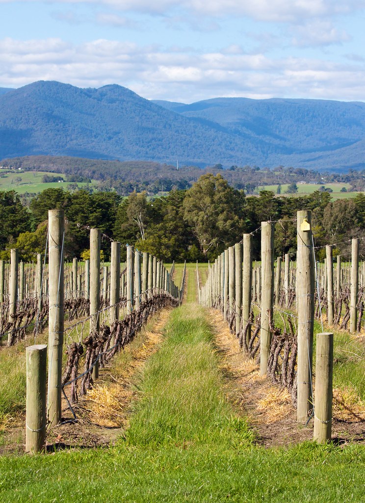 Vine Rows One of Domaine Chandon's many rows of vines. My … Flickr