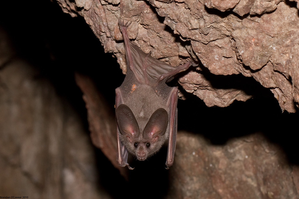 California Leafnosed bat Cascavel1 Flickr