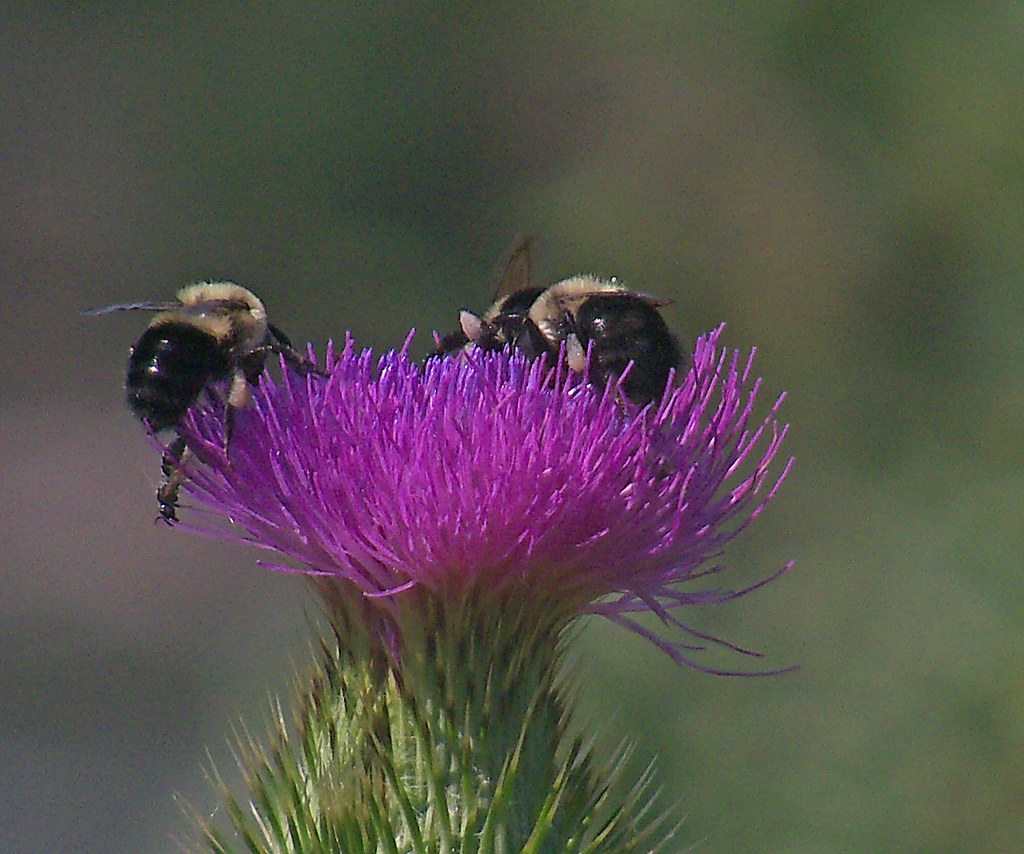 Thistle for Lunch Bees fight for position on a Thistle flo…