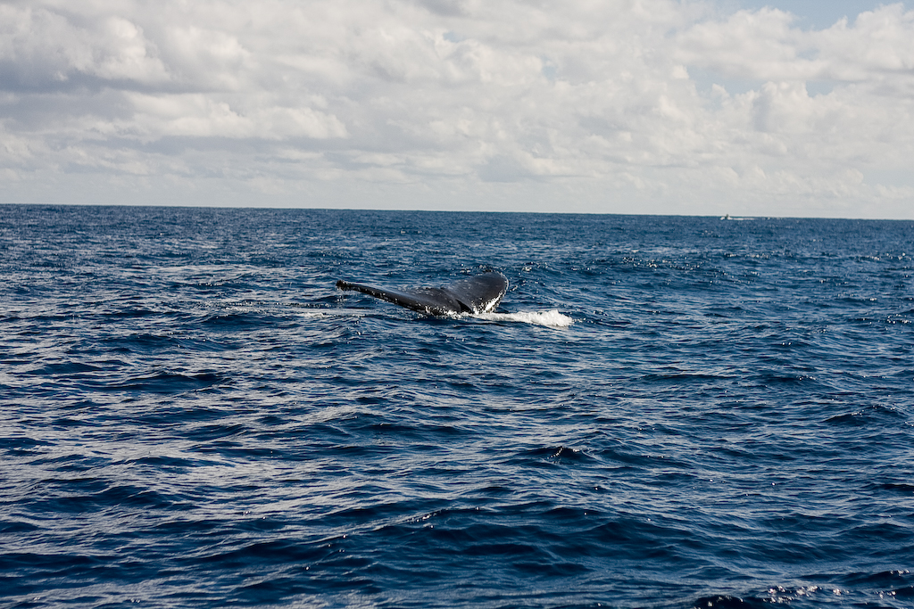 queue de baleine à bosse... dans la baie de saint paul.. Flickr