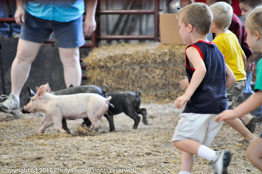 Pig scramble at the Frederick County Fair Cindy Flickr