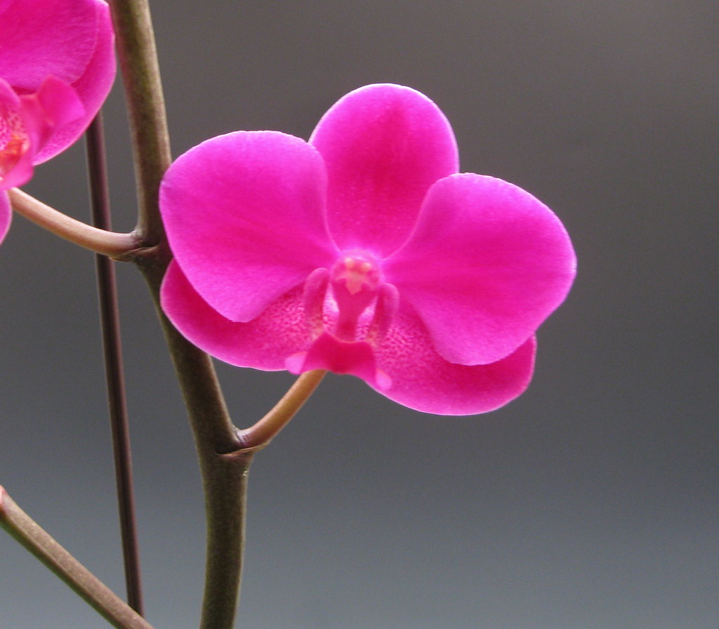 orchids_dtps. queen beer mantefon red sky 007 Steve Peralta Flickr