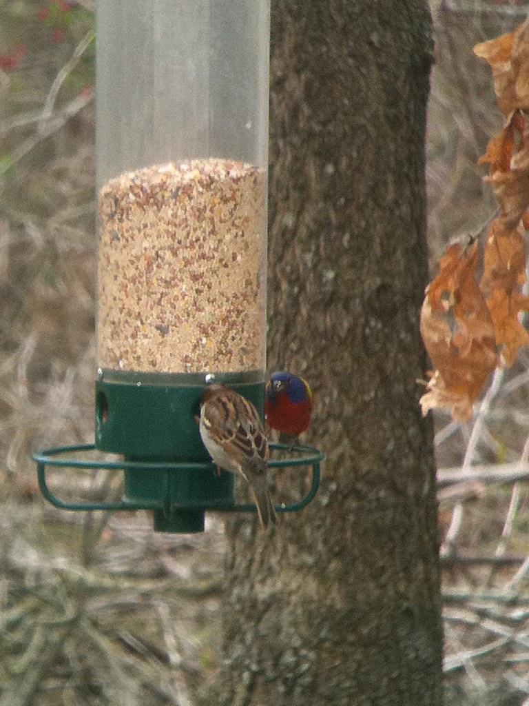 Painted Bunting 7 Juliana Drive, Atlantic Co., NJ 041020… Sam
