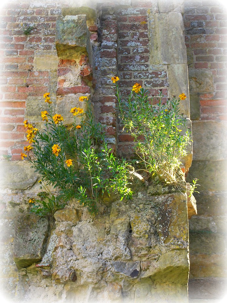 Wallflower [2] Wallflowers growing on the walls of Scotney… Flickr