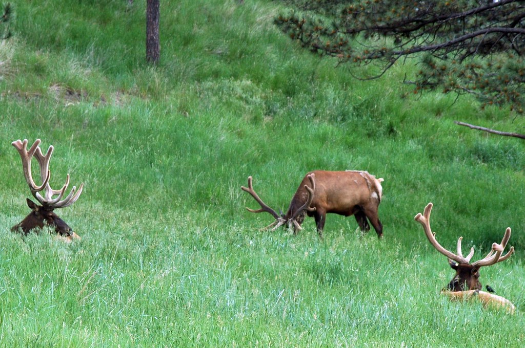 Bull Elk Bear Country USA Black Hills, South Dakota SLV Native Flickr