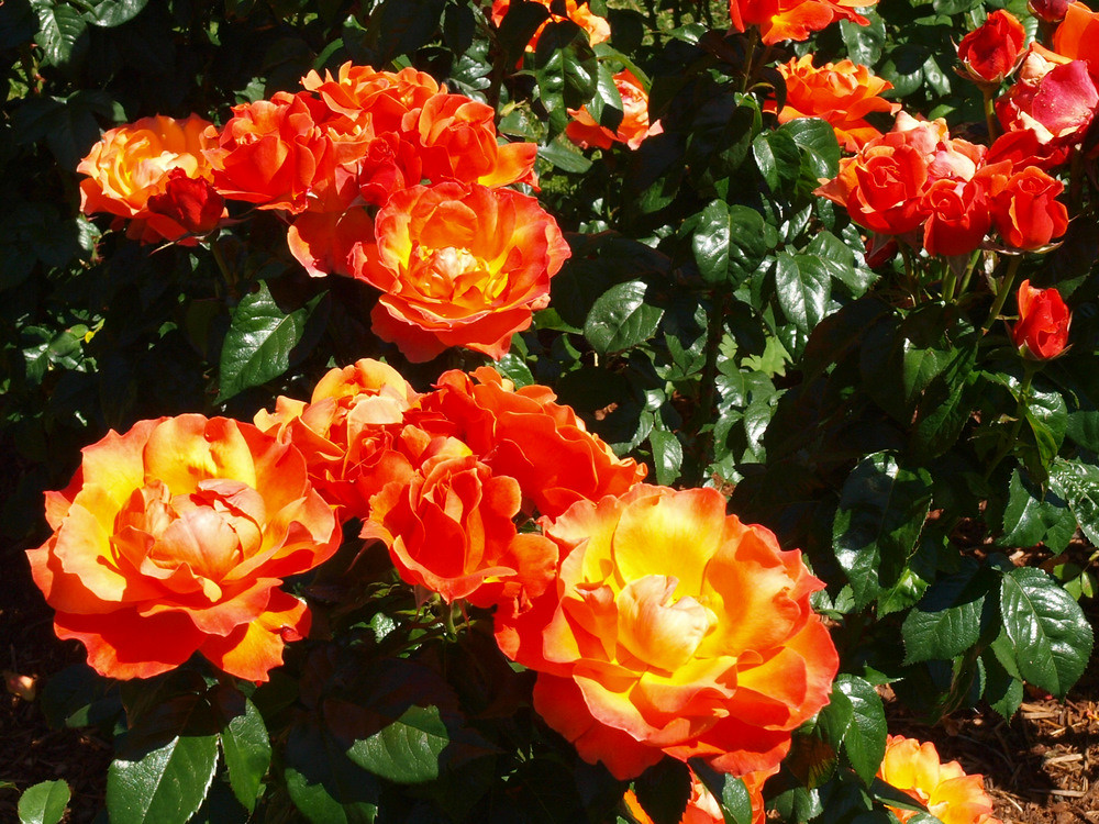 Best Roses 2010 Portland Oregon's Washington Park contains… Flickr