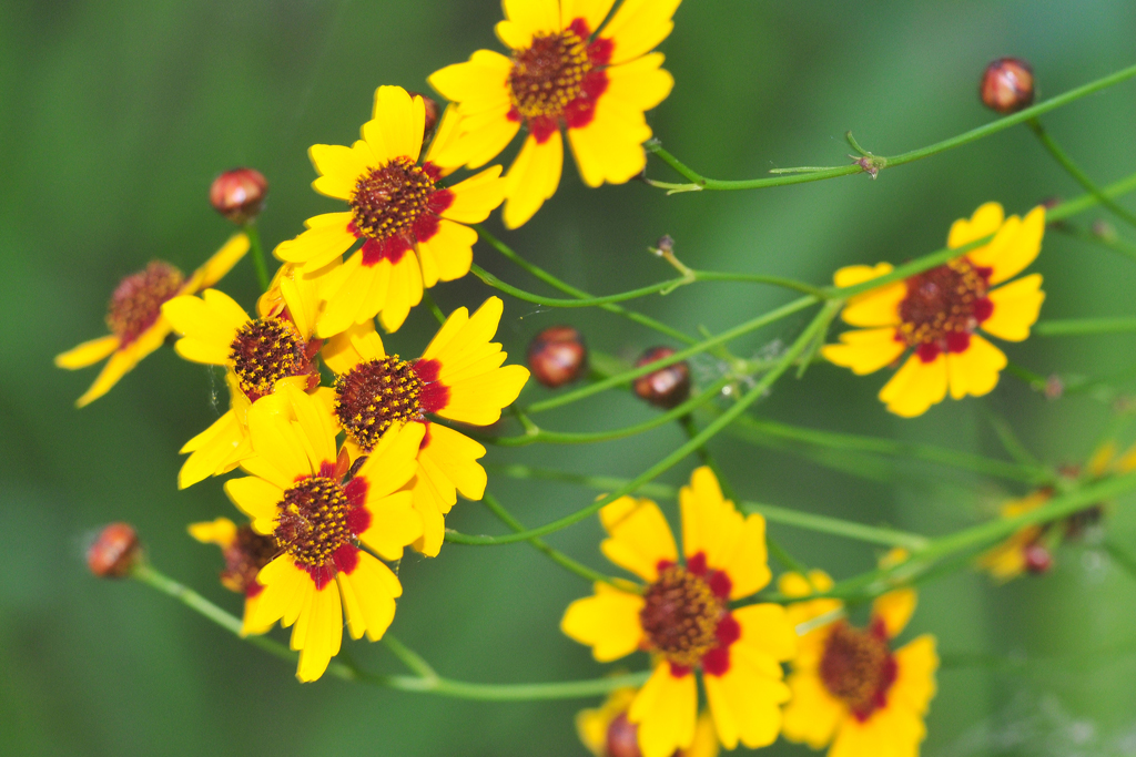Plains Coreopsis With these plants the ones that grow in f… Flickr