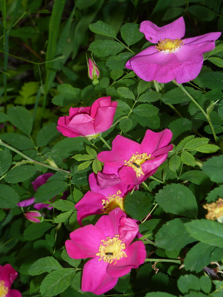 Wild Rose Along the Indian Creek Trail Granger Meador Flickr