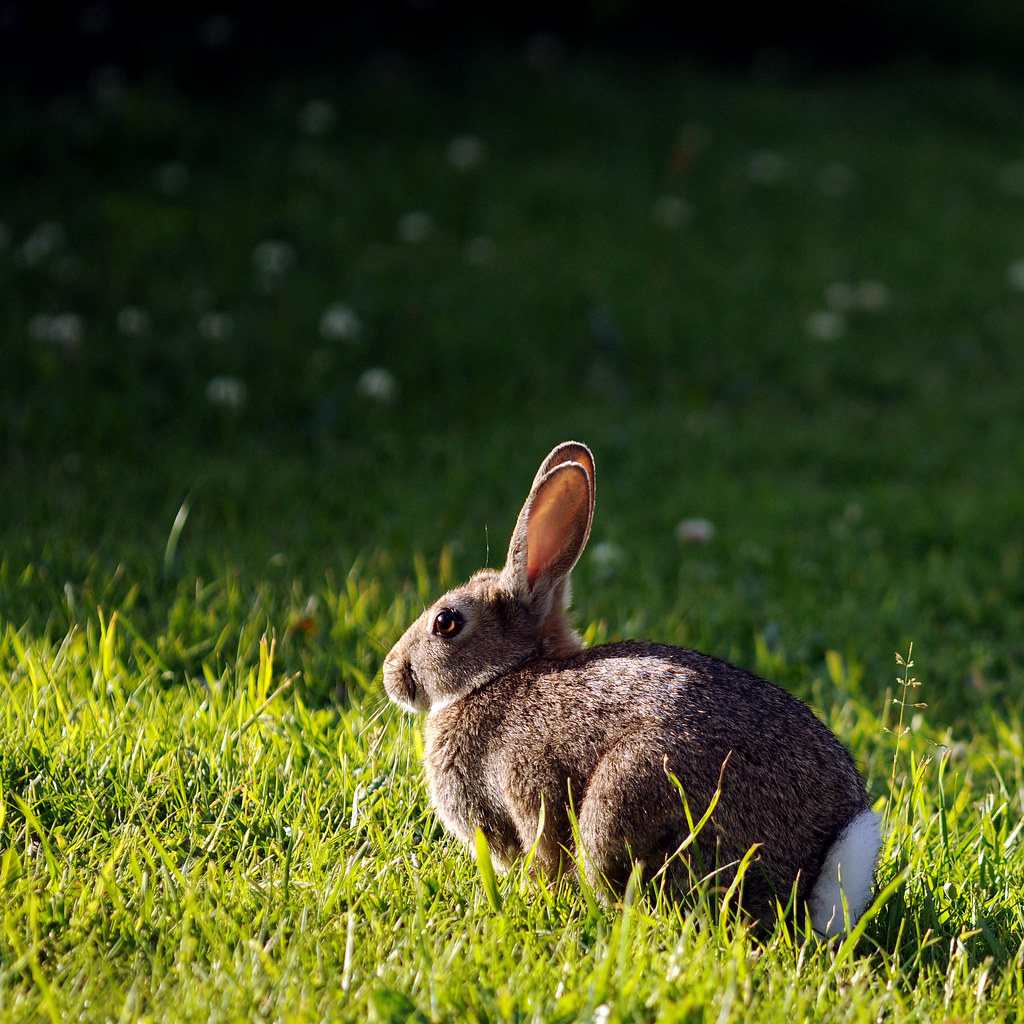 rabbit The tamed shrew Flickr