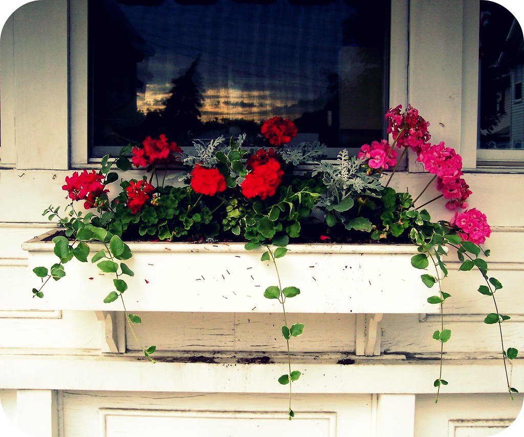 window box and reflection A photo for Kay. Later I noticed… Flickr