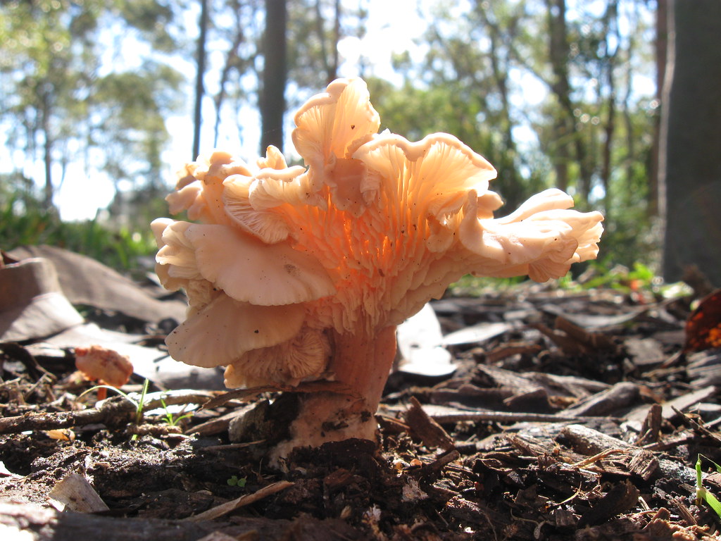 Australian Chanterelle (Cantharellus concinnus) Source li… Flickr