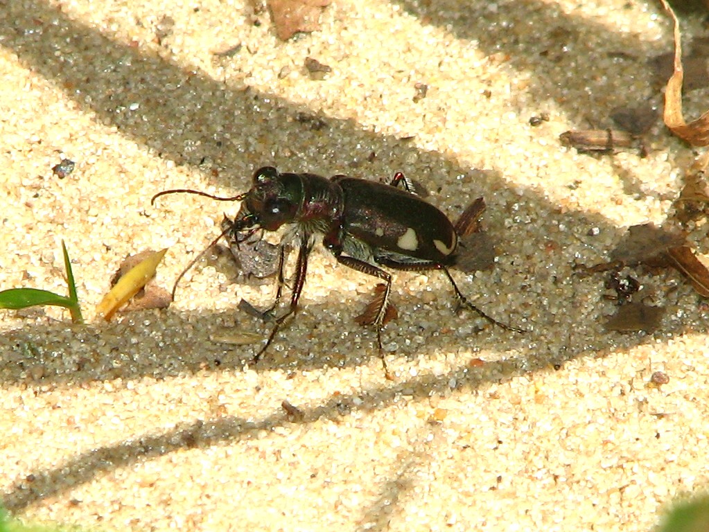 Festive Tiger Beetle Winamac Fish & Wildlife Area, Pulaski… Flickr