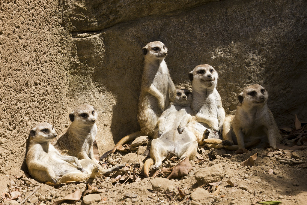 San Diego Zoo 82810 65 Prinny Dood Flickr