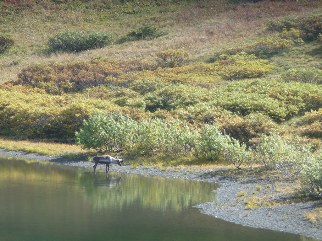 Caribou in Denali National Park, Alaska Matt Zimmerman Flickr