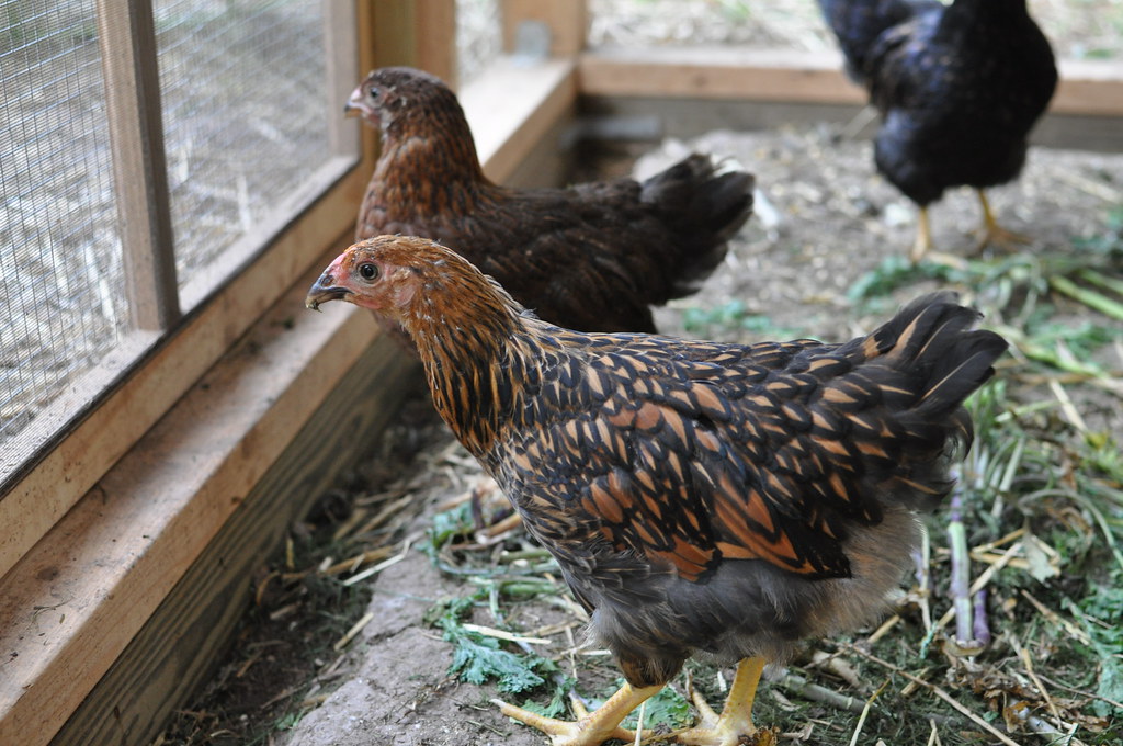 Eight Week Old Chickens Our Golden Laced Wyandotte in the … Flickr