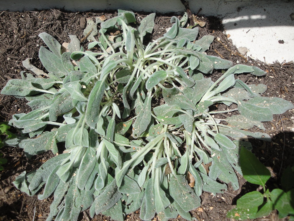 Lamb's Ear's all WTF This was taken the day the City remov… Flickr