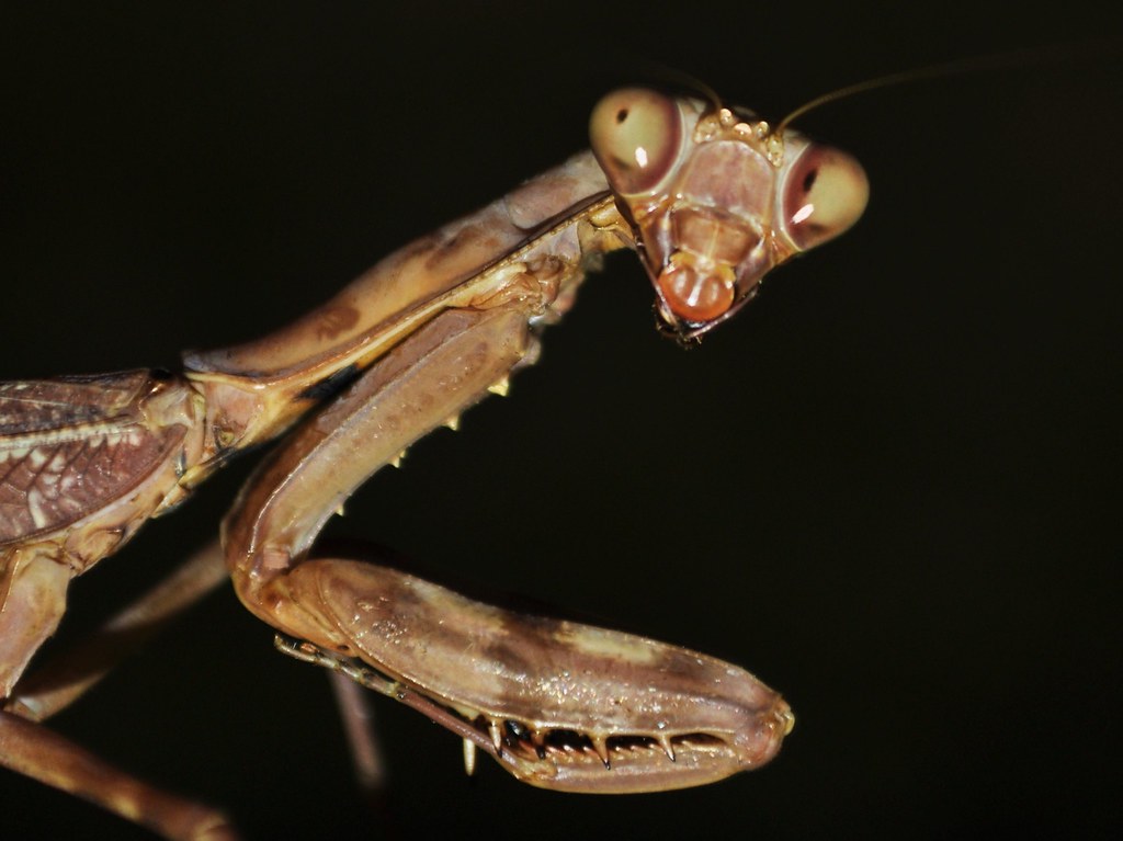 male praying mantis a rare find!we usually see the green o… Flickr