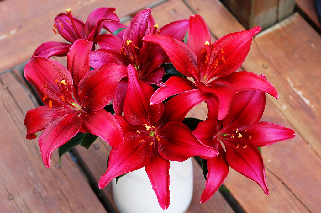 Asiatic Lily cut flower bouquet Scientific Name