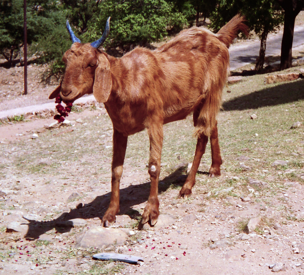 Goat & Marigolds Graeme Jones Flickr