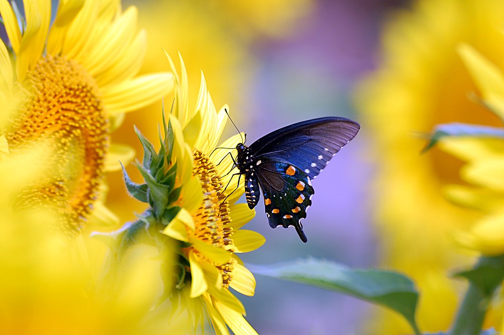 Pipevine Swallowtail Butterfly on Sunflower desktop wallpa… Flickr