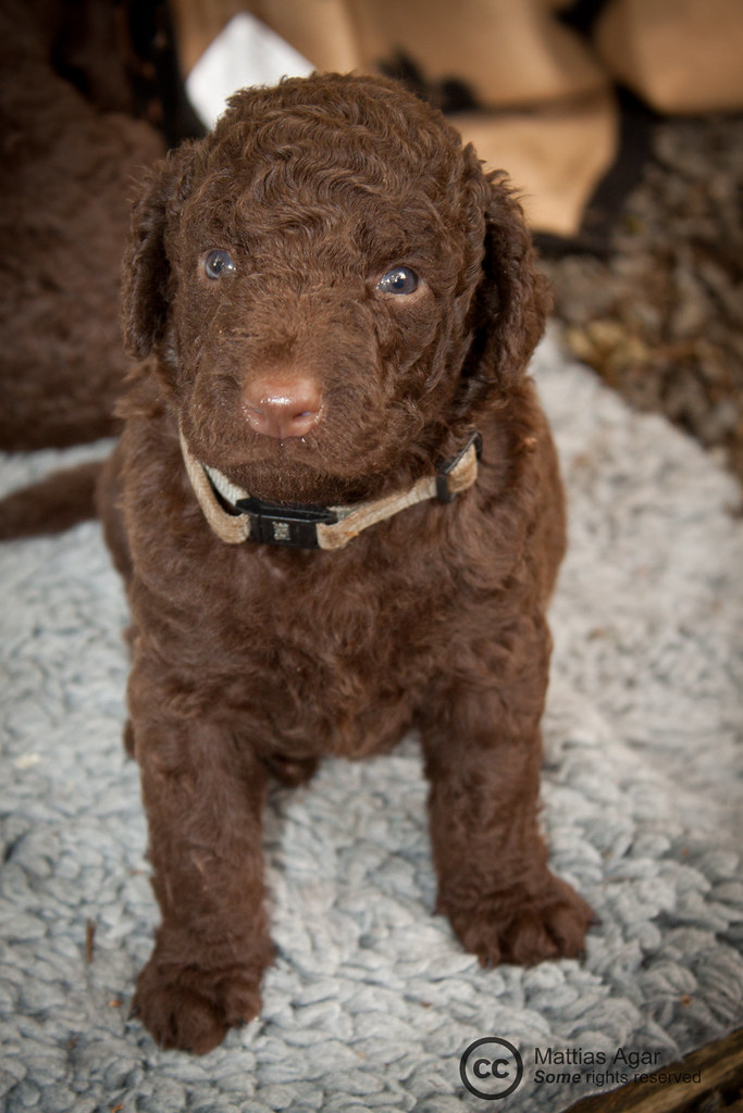 Curly Coated Retriever Puppies