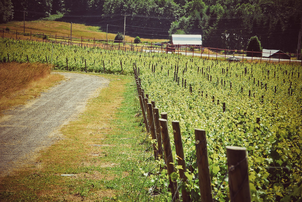 Vineyard Vineyard , Irrigation Hose, Vintage Vineyard Free… Flickr